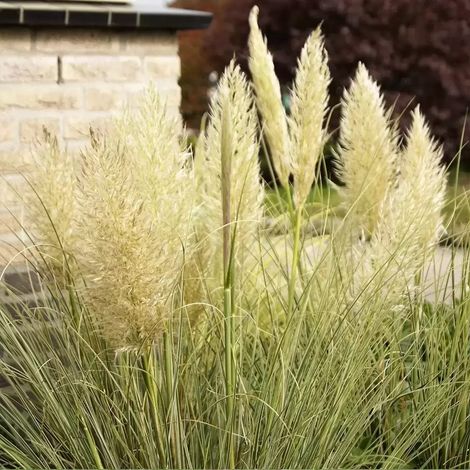 Erba della Pampas "Cortaderia Selloana Argentea" graminacee ornamentali pianta in vaso ø20 cm h oltre 1 metro (1/4)