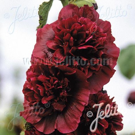 Rose trémière Chater's Double Pourpre/Godet - 5/20 cm