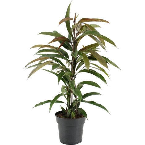 Ficus Binnendijkii Amstel King Plante Verte d’Intérieur Feuillage Lustré Pot 17 cm H 70 cm - PANGIVO (1/5)