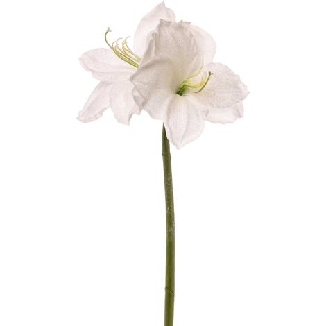 ARPIMEX Amarillys H 65 Cm Bianco