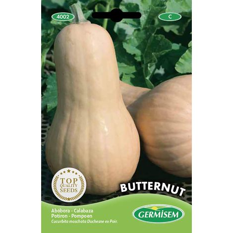 graines Potiron BUTTERNUT