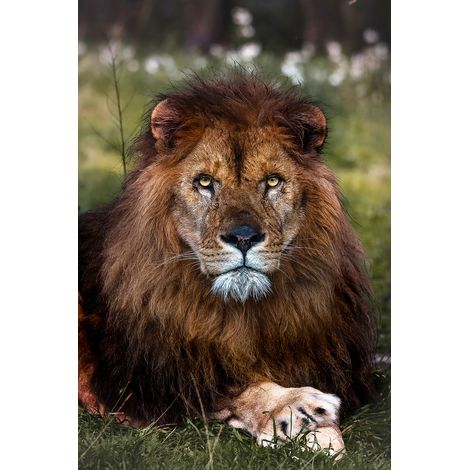 Tableau animaux pattes de lion Toile imprimée (1/5)