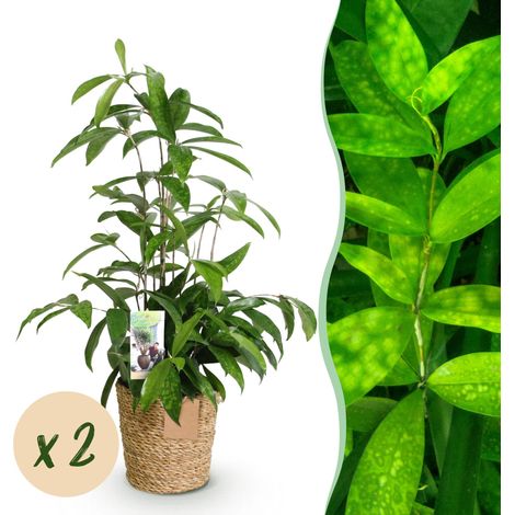 Dracaena Surculosa - Lot de 2 Plantes d'Intérieur avec Panier - Vert - Hauteur 60-70 cm - Pot 17 cm - PANGIVO (1/5)