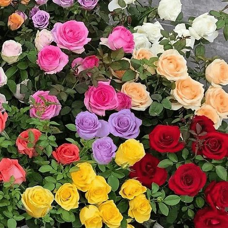 2400 High-Germination Rose Seeds Flower Seeds, Perennial, Easy to Grow, Year-Round Blooming for Gardens & Planters (1/5)
