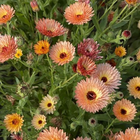 Graines Calendula Officinalis Pacific Beauty 1000 Graines – Non OGM – Résistant et Facile – Floraison Abondante Jardin (1/5)