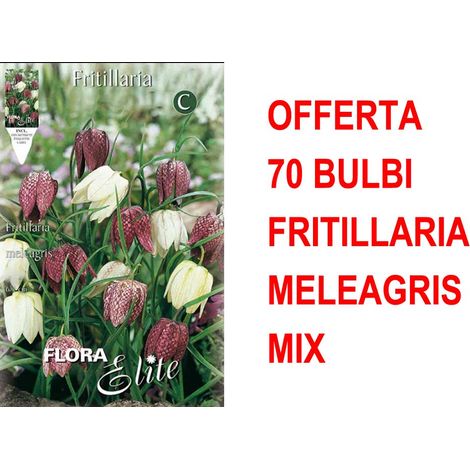 OFFERTA 70 BULBI AUTUNNALI FRITILLARIA MELEAGRIS MIXED BULBS BULBES