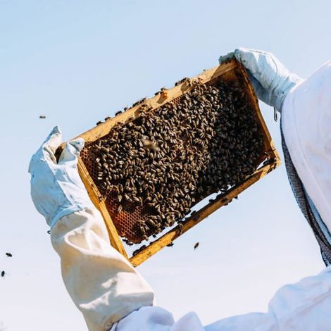 Gants Apiculture - Peau De Chèvre - Manches Ventilés Longs - Protection Totale Bras - Taille L (1/4)
