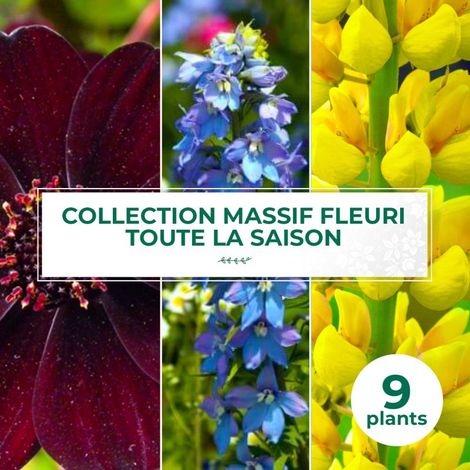 Collection de 9 vivaces pour massif fleuri toute la saison (1/2)