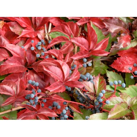 Vite americana "Parthenocissus tricuspidata Veitchii" pianta rampicante in vaso 19 cm h. 80/100 cm (1/5)