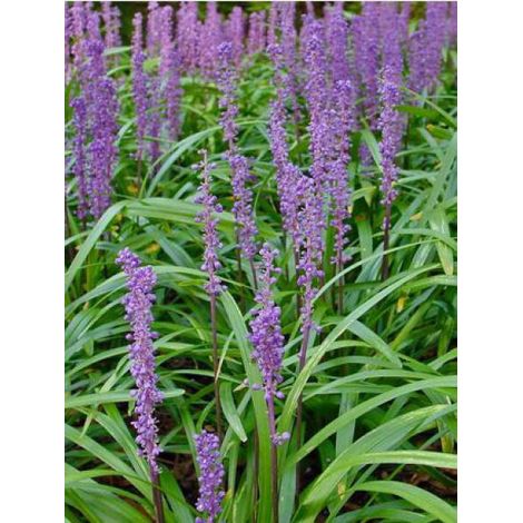 Liriope muscari 'Royal Purple' Godet de 8/9 cm (1/2)
