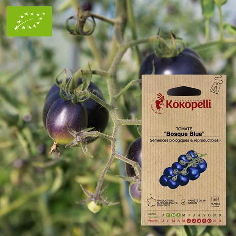 Tomate Bosque Blue