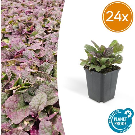 Lot de 24 Ajuga reptans 'Burgundy Glow' Bugle Rampante Couvre-sol Fleurs Bleues Pot Ø9cm - PANGIVO (1/5)