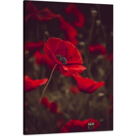Stampa su tela "Botanica Papaveri Rossi" 60x90 cm
