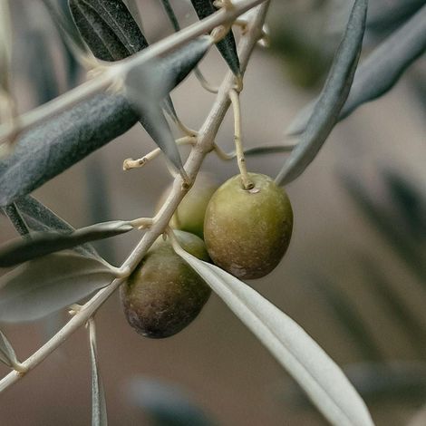 PIANTA DI ULIVO PERANZANA in vaso 20/fitocella età 2/3 anni (foto reali)