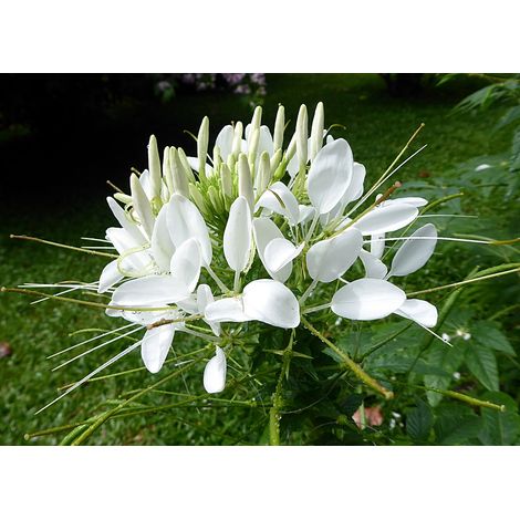 Semillas de Cleome Spinosa White Queen. Pata de Vaca. 10 Gramos