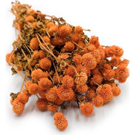 Getrocknete Gomphrena globulus (Kugelförmige Strohblume) – Orange (1/5)