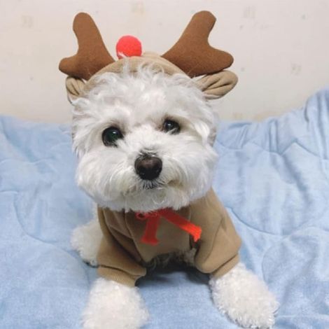 Maglione per cani e gatti, vestiti, costume di Natale, felpa con cappuccio per animali domestici, abiti cosplay caldi per cani e gatti di piccola e media taglia, maglione, alce, taglia media (1/5)