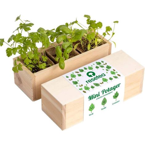 Mini potager d'herbes aromatiques