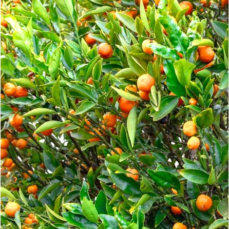 Gardenaria Kucle - Citrus japonica × Fortunella - Pianta di agrume da frutto in vaso - Altezza: 70/80 cm (vaso 22) (1/5)