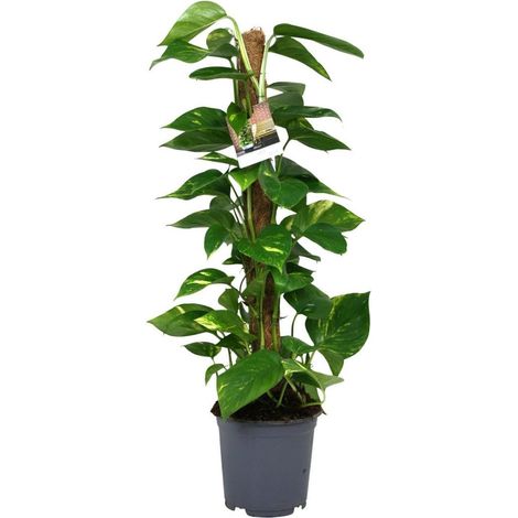 Scindapsus Epipremnum plante d’intérieur feuillage vert luxuriant pot 19 cm hauteur 80 cm - PANGIVO (1/4)