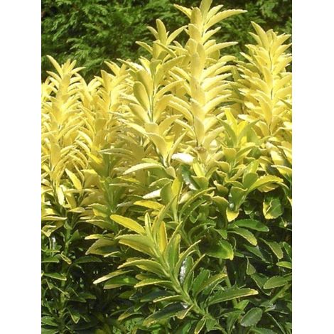 Fusain du Japon 'Happiness' Pot de 4L/5L (1/4)