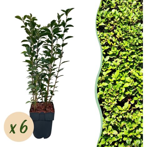 Troène de Californie Ligustrum ovalifolium Haie Persistante - Lot de 6 Plants - Pot 17cm H55cm - PANGIVO (1/5)