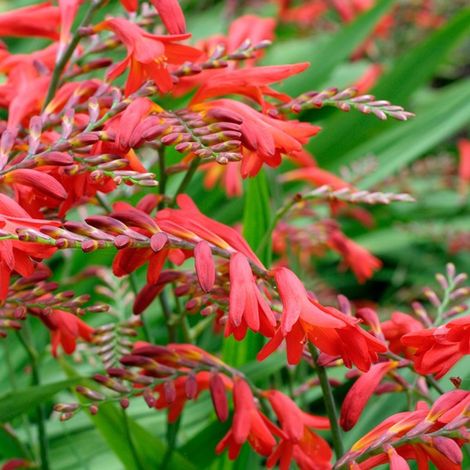 4 x Montbretia - Crocosmia 'Emberglow' - godet 9x9 cm