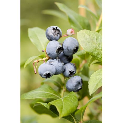 Heidelbeere 'Chandler' Vaccinium corymbosum 'Chandler' 5 L Topf 60- (1/5)