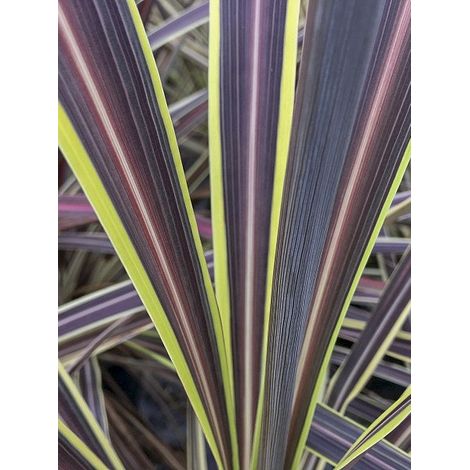 Cordyline 'Electric Flash ' Pot de 3L/4L