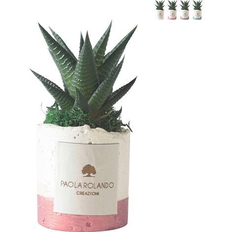 Pianta grassa da interno in vaso bianco decorativo Paola Rolando Flora - Rosa