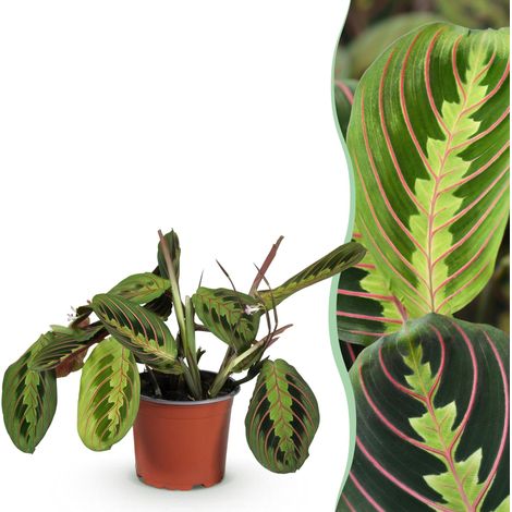 Plante d'Intérieur Maranta Fascinator Tricolour Plante de Prière Pet-friendly H25 cm Pot Ø12 cm - PANGIVO (1/5)