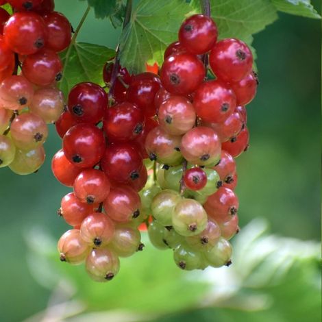 Groseillier à grappes Delbard Giganta® 'bosron'/Pot de 2L