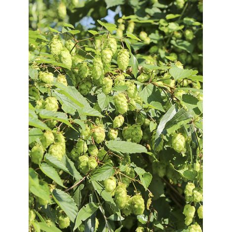 Houblon 'Prima Donna' Pot de 1,5L/2L