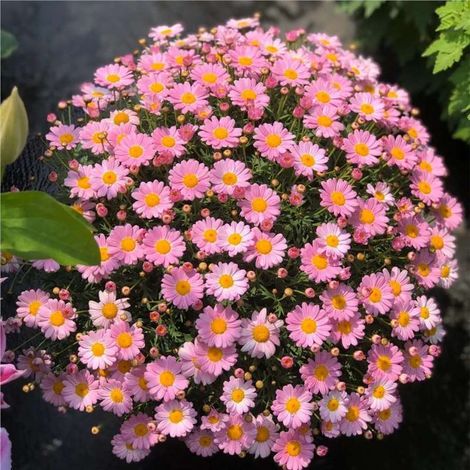 Graines de marguerite rose (2000 graines), graines à floraison continue, plante ornementale de jardin, floraison longue durée, engrais inclus. (1/5)