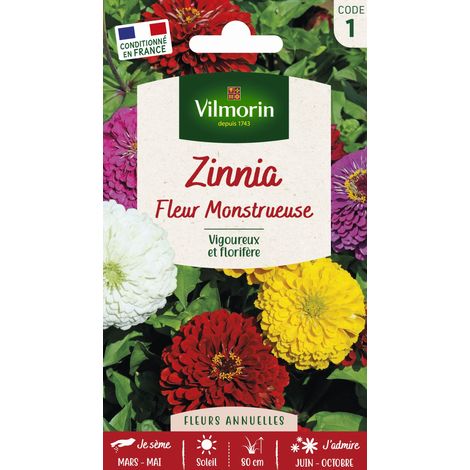 Vilmorin – Zinnia à fleur monstrueuse – Graines de fleurs – Période de semis : printemps – Exposition : soleil – Couleurs variées : blanc crème à rouge