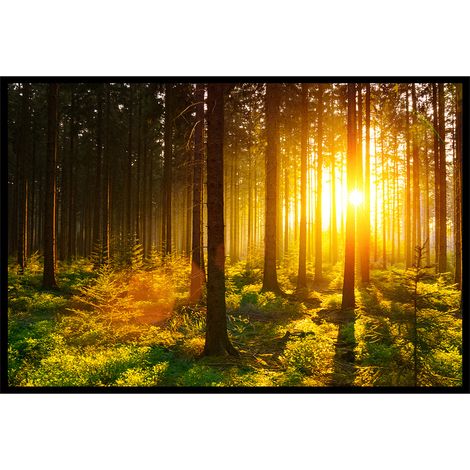 Affiche encadrée forêt dorée lumière du matin