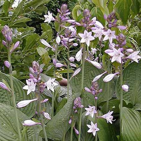 4 x Hosta fortunei 'Hyacinthina' - godet 9x9 cm