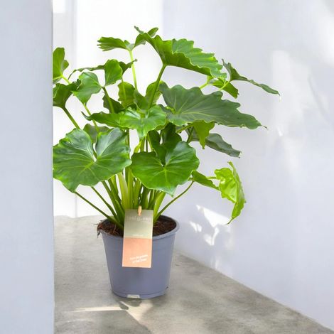Gardenaria Philodendron bipinnatifidum 'Shangri-la' - Pianta da interno ornamentale - Altezza: 35 cm (vaso 14) (1/5)