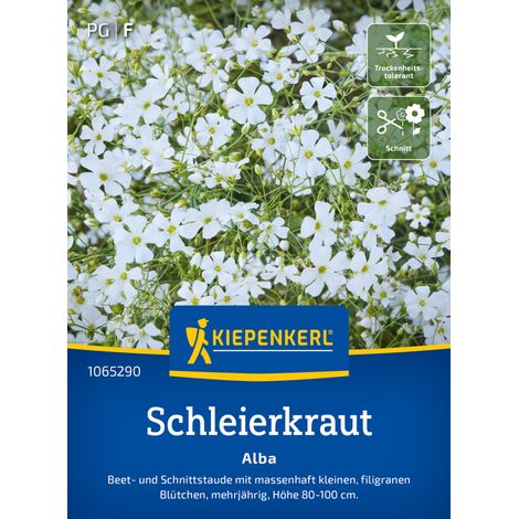 Kiepenkerl Blumensamen Schleierkraut Alba für ca. 70 Pflanzen