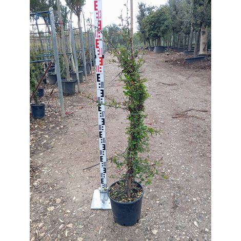 Buisson Ardent Pyracantha Coccinea Pot 24 cm Arbuste Persistant en Espalier (1/4)