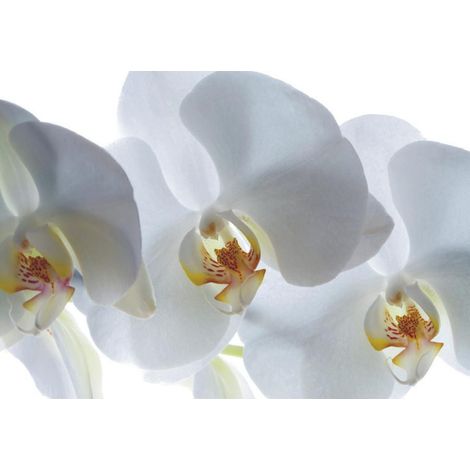 White orchid, photo murale, 180x127 cm, 1 part (1/3)