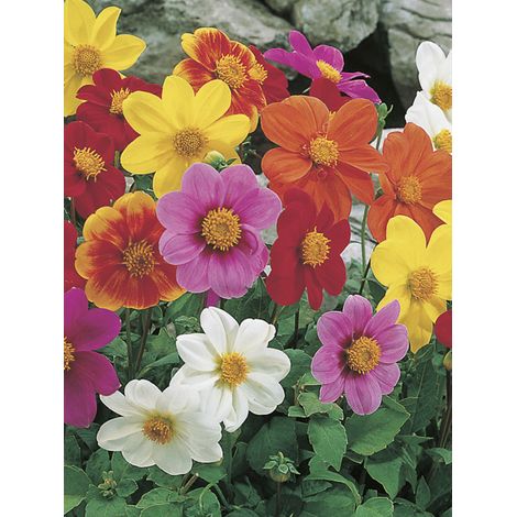 Dahlia variabilis 'Picolo Mix' le sachet de 50 graines (0,7g) (1/2)