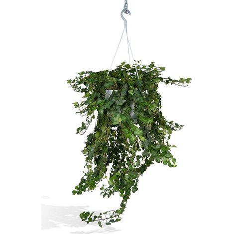 Lierre Hedera Wonder Green Retombant Plante d’Intérieur Verte Pot 24 cm Hauteur 70 cm - PANGIVO (1/5)