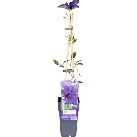 Clématite The President Plante Grimpante Fleurie Violet Pot 15 cm Hauteur 65 cm - PANGIVO (1/5)