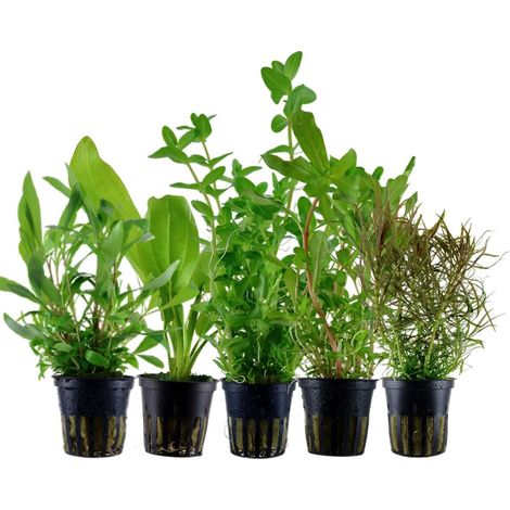 Pflanzen Set mit 5 Hintergrund Wasserpflanzen Nr.141