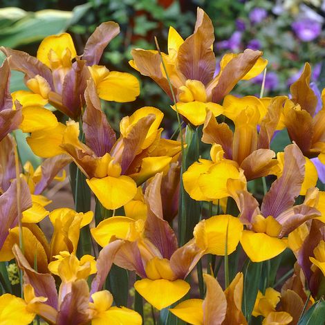 10 bulbi di IRIS BRONZE QUEEN 7/8 BRONZ/GIAL.