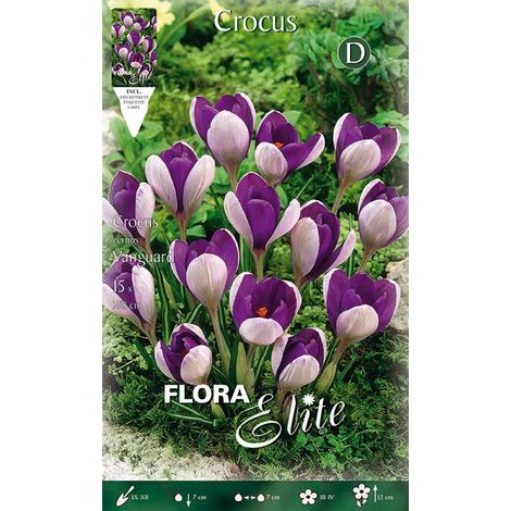 CROCUS VANGUARD (CONFEZIONE 10 BULBI)