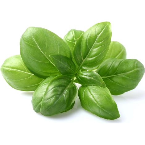 Graines de Basilic Genovese - 100 graines basilic italien pour potager, balcon & pot Basilic aromatique idéal pesto semences reproductibles (1/5)