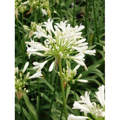 Agapanthe d'Afrique 'Pitchoune White' Pot de 2L/3L