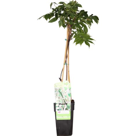 Glycine Japonaise 'Shiro-Noda' – Hauteur 50-60 cm – Fleurs blanches parfumées – Exposition plein soleil ou mi-ombre – Everspring (1/5)